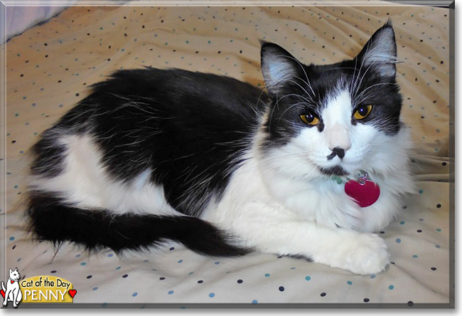 Penny the Norwegian Forest Cat