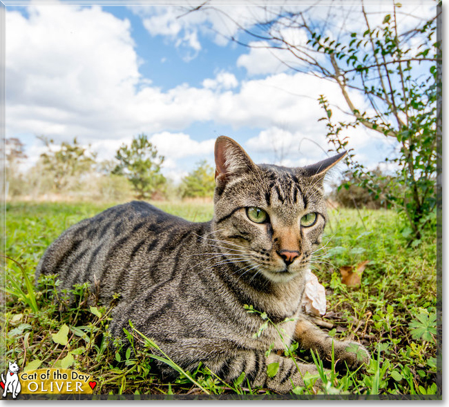 Oliver the Tabby Cat