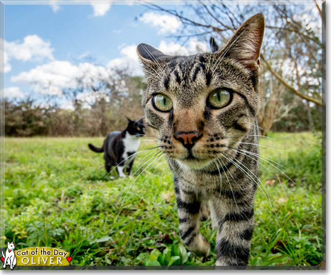 Oliver the Tabby Cat