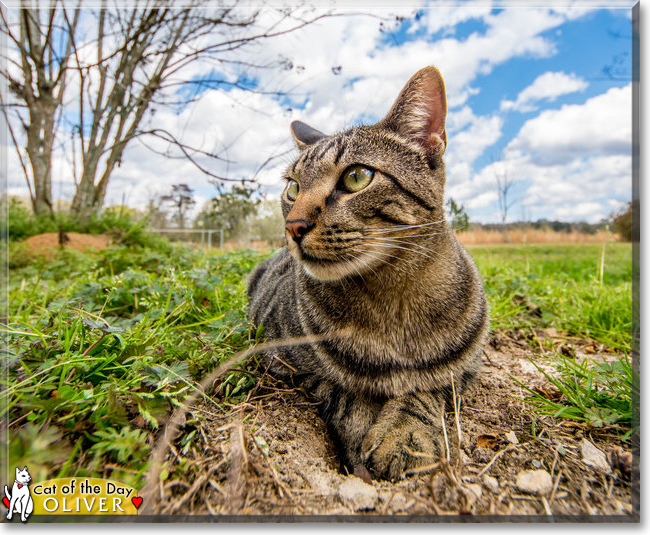 Oliver the Tabby Cat