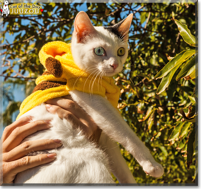 Juuzou the Japanese Bobtail