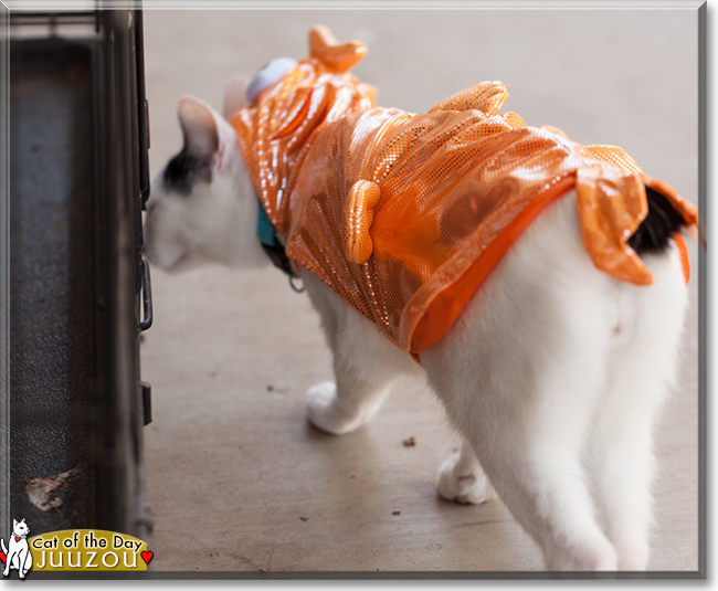 Juuzou the Japanese Bobtail