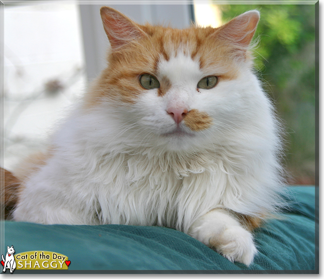 Shaggy the Long-haired moggie