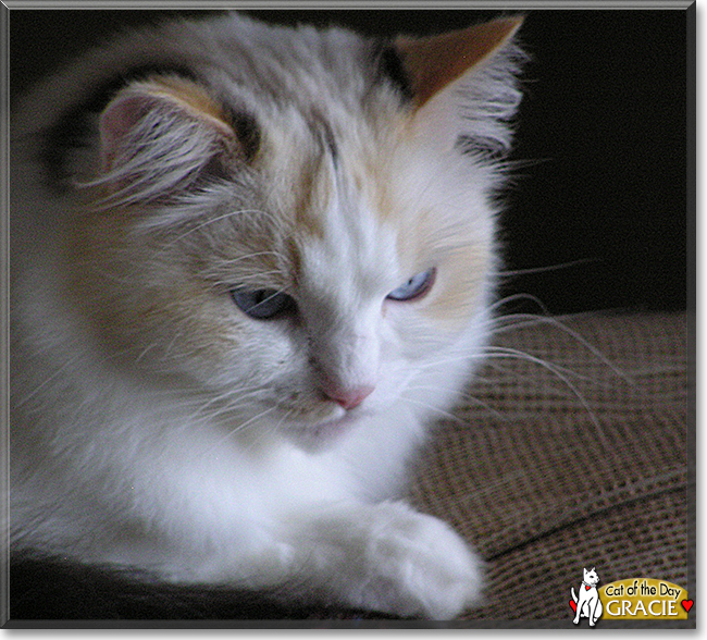 Gracie the Ragdoll 