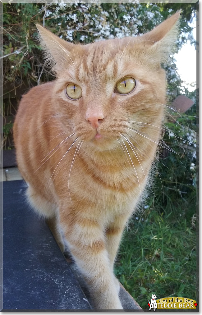 Teddie Bear the Domestic Shorthair/Persian