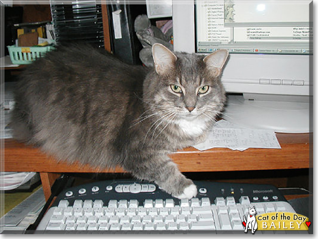 Bailey the Maine Coon mix