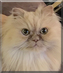 Copper the Persian