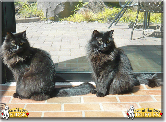 Fudge and Truffles the Medium hair cats