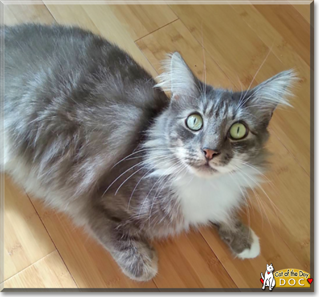 maine coon tabby mix