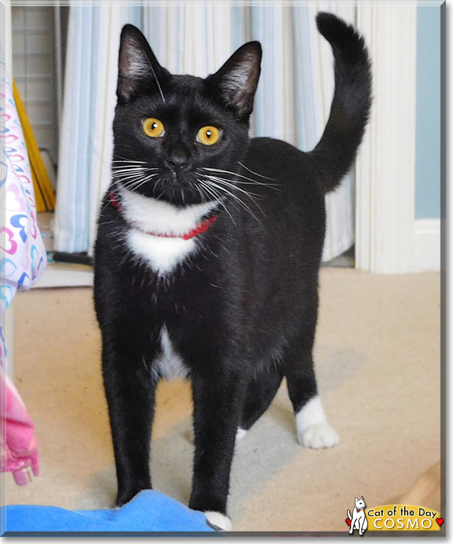 Cosmo the Tuxedo Shorthair