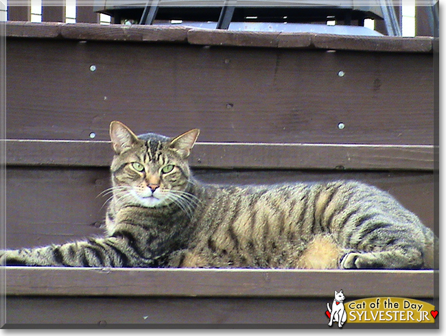 Sylvester Jr. the Brown Tabby Tiger