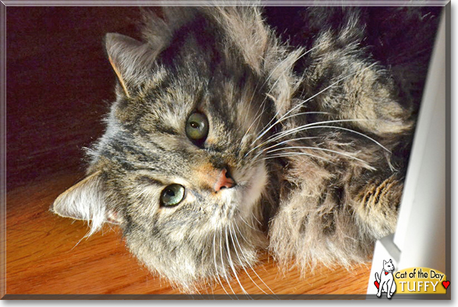 Tuffy the Maine Coon mix