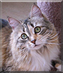 Bijou the Maine Coon mix