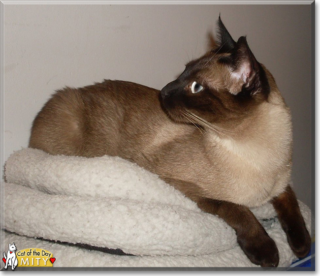 Mity the Siamese Cat