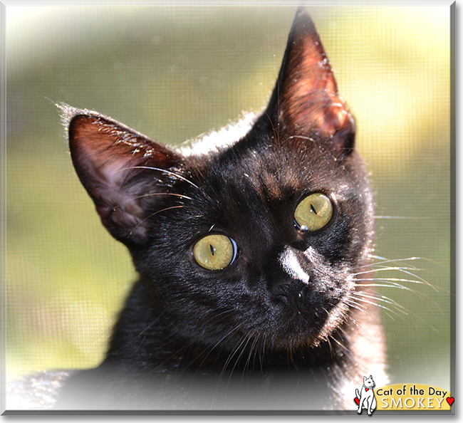 Smokey the Shorthair Cat