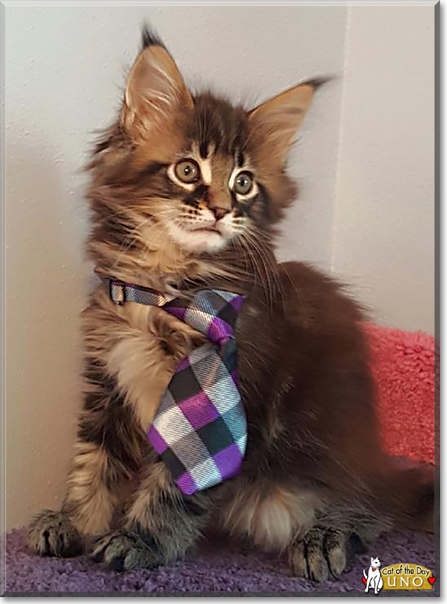 Uno the Maine Coon Cat