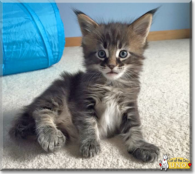 Uno the Maine Coon Cat