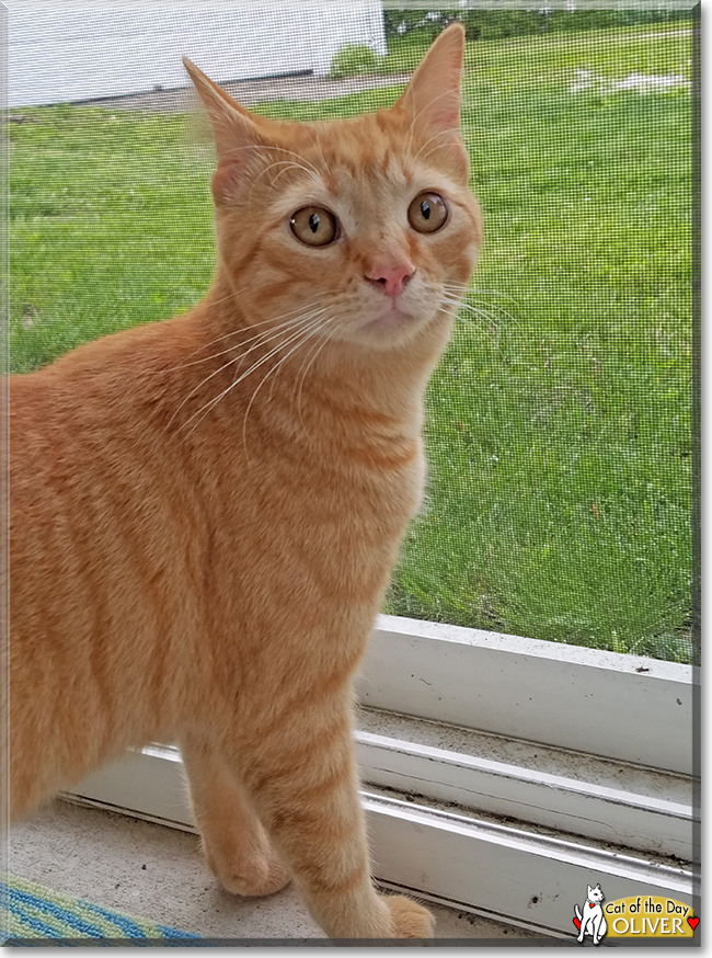 Oliver the Yellow Tabby