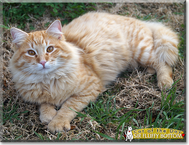 Sir Fluffy Bottom the Tabby mix