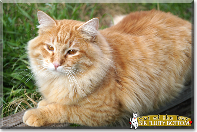 Sir Fluffy Bottom the Tabby mix