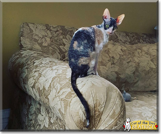 Beatrice the Cornish Rex