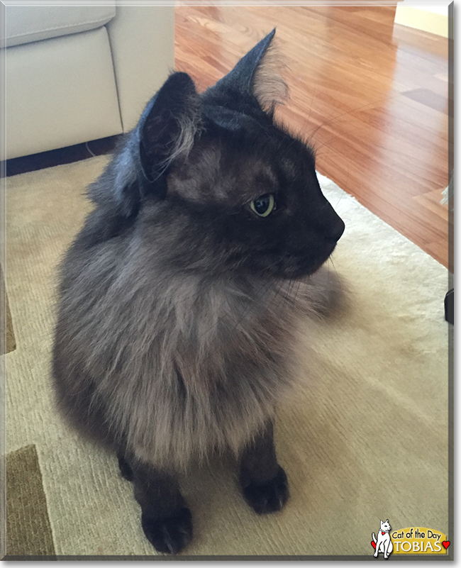 Tobias the Norwegian Forest Cat