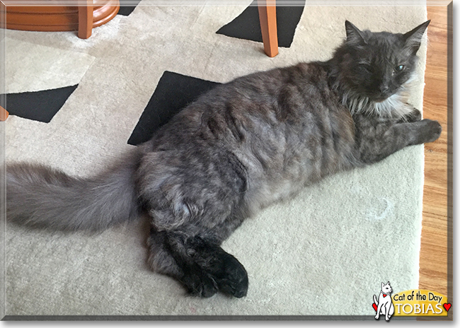 Tobias the Norwegian Forest Cat