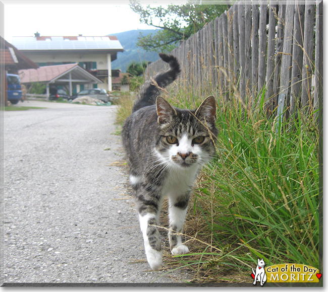 Moritz the Shorthair Cat