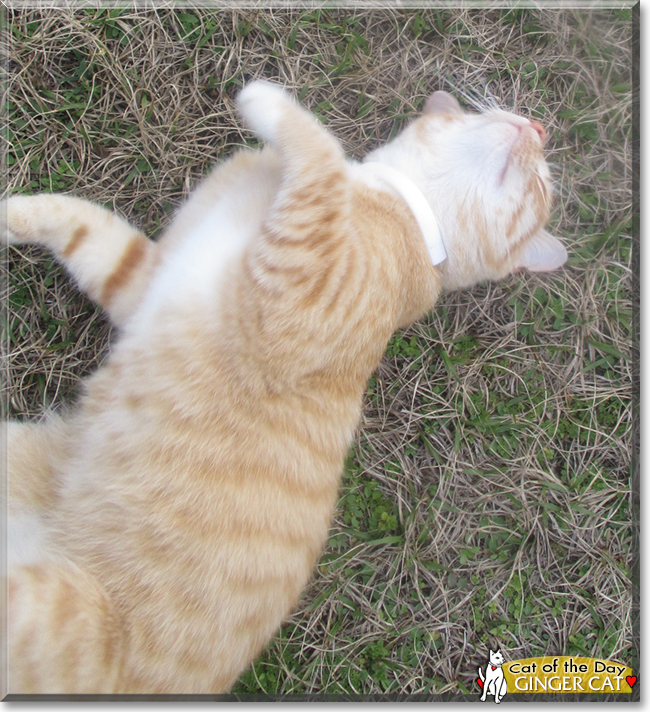 Ginger Cat the Ginger Tabby