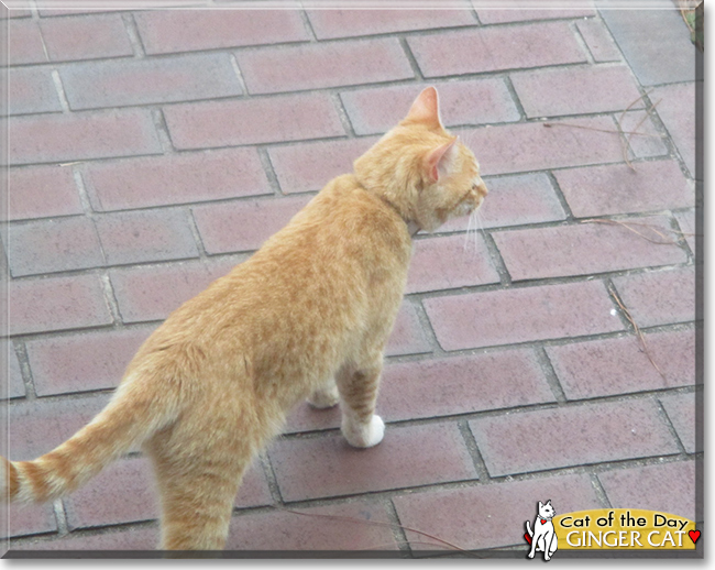 Ginger Cat the Ginger Tabby