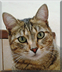 Mitzi the Tabby