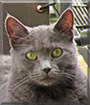 Fancy the Russian Blue mix