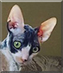 Beatrice the Cornish Rex