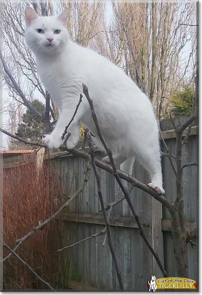 Tigerlilly the Turkish Van