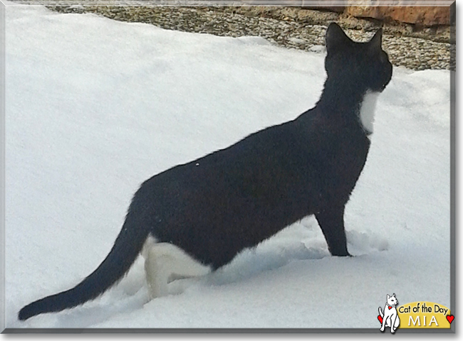 Mia the Tuxedo Cat