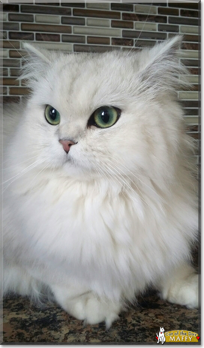 Maffy the Persian