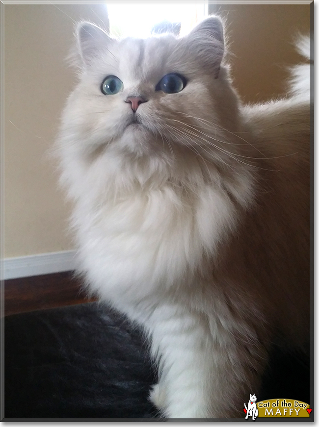 Maffy the Persian