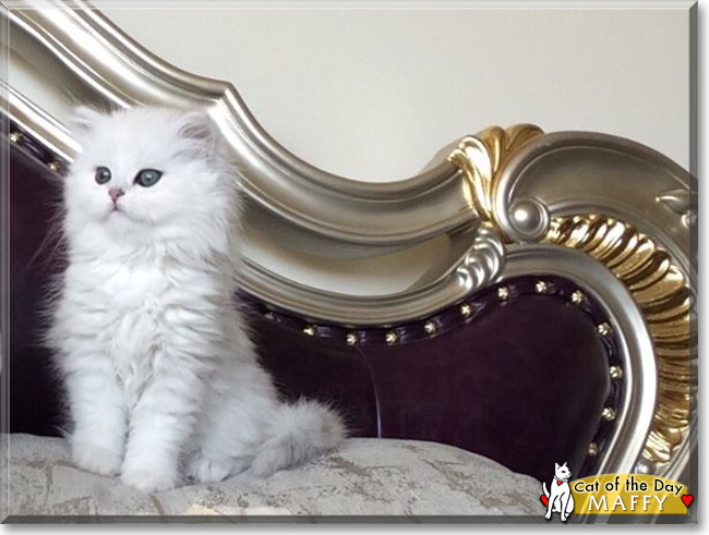 Maffy the Persian