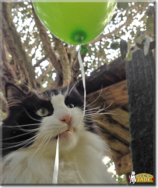 Jade the Norwegian Forest Cat