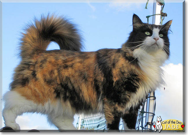 Jade the Norwegian Forest Cat