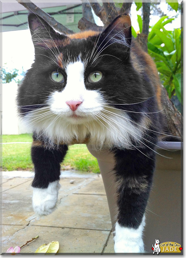 Jade the Norwegian Forest Cat