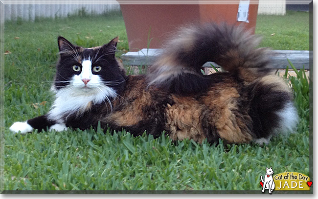 Jade the Norwegian Forest Cat