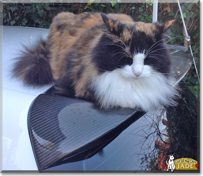 Jade the Norwegian Forest Cat