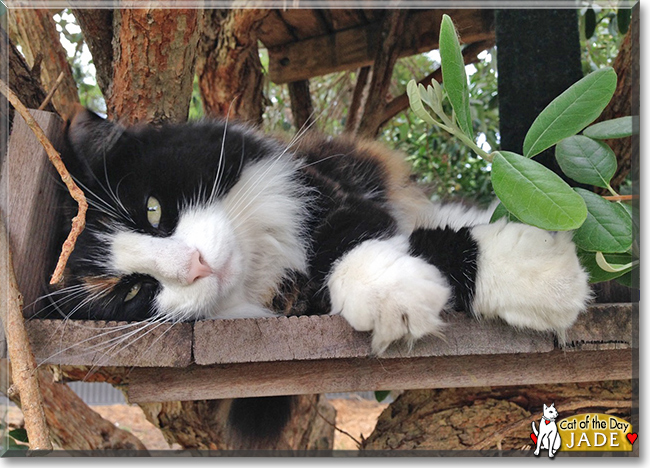 Jade the Norwegian Forest Cat