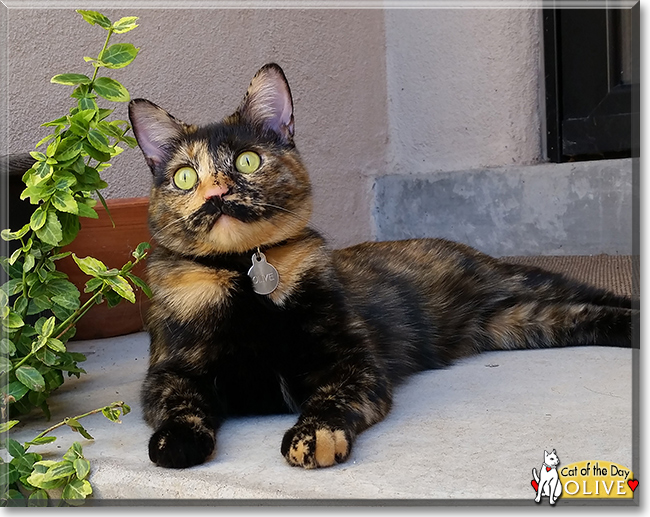 Olive the Tortoiseshell Calico