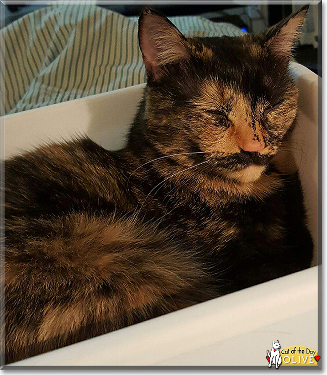 Olive the Tortoiseshell Calico