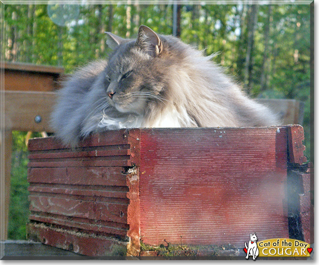 Cougar the Siamese/Domestic Longhair Mix