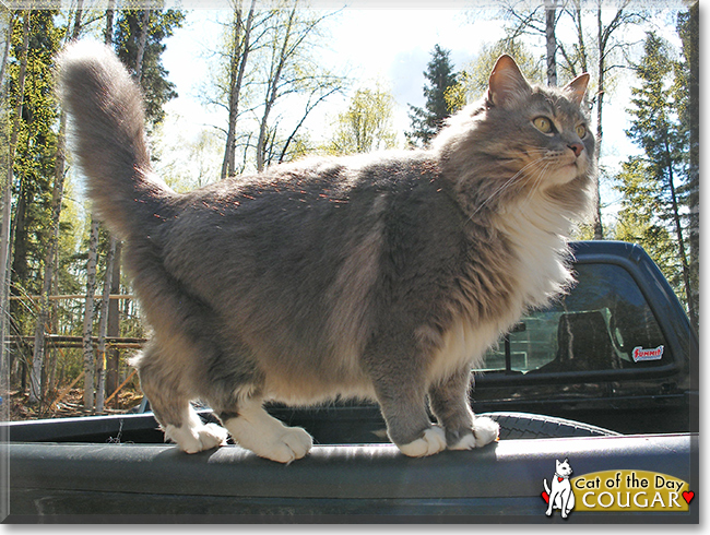 Cougar the Siamese/Domestic Longhair Mix