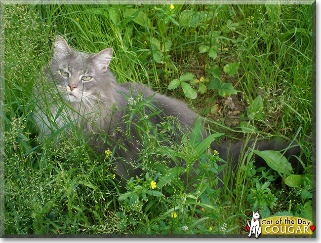 Cougar the Siamese/Domestic Longhair Mix