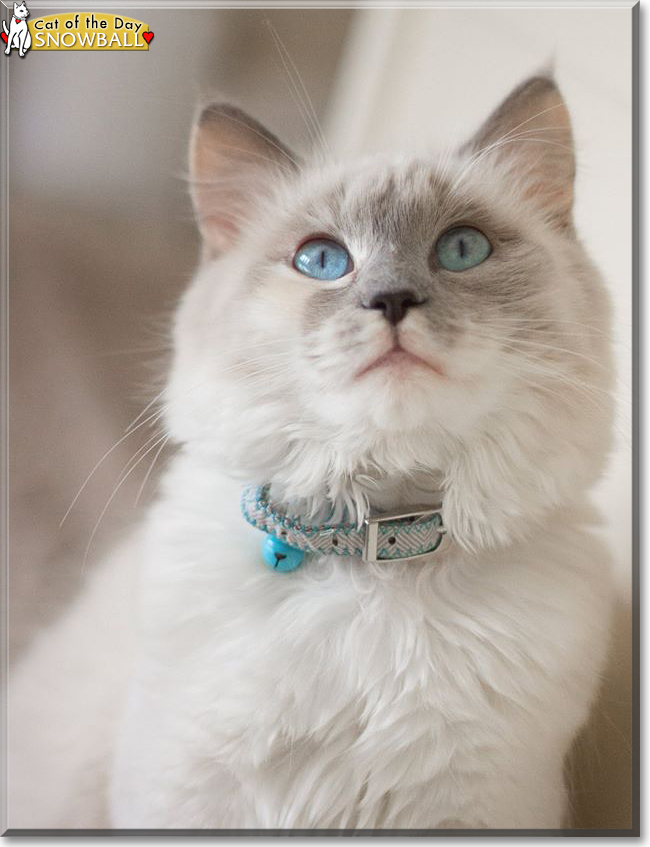 Snowball the Ragdoll